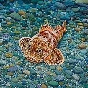 Sculpin's Avatar