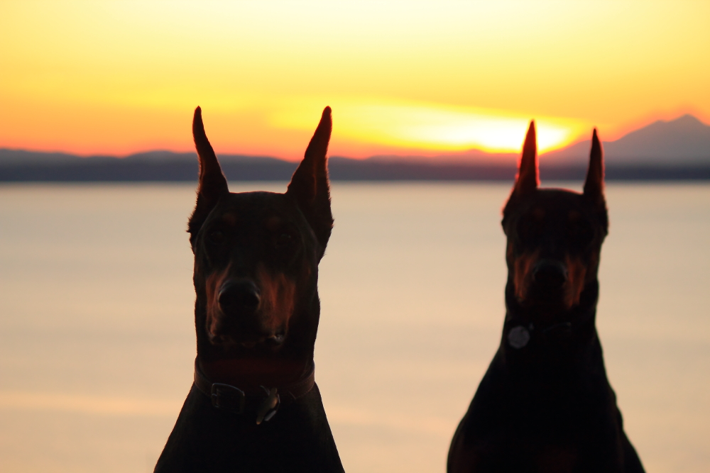 Name:  Dogs sunset.JPG
Views: 3753
Size:  335.8 KB