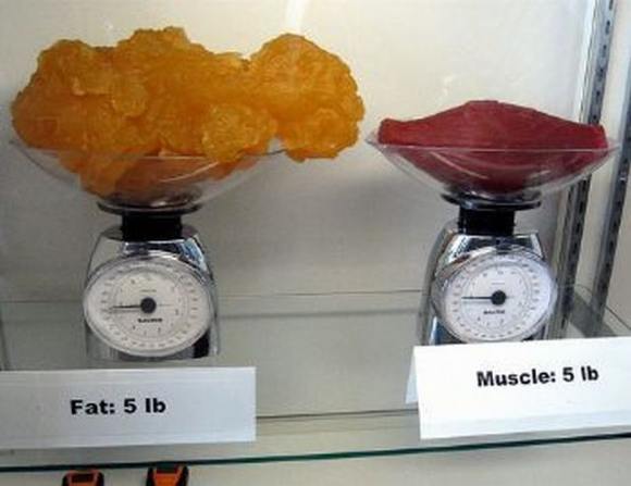 Name:  Fat and muscle..jpg
Views: 3249
Size:  27.6 KB