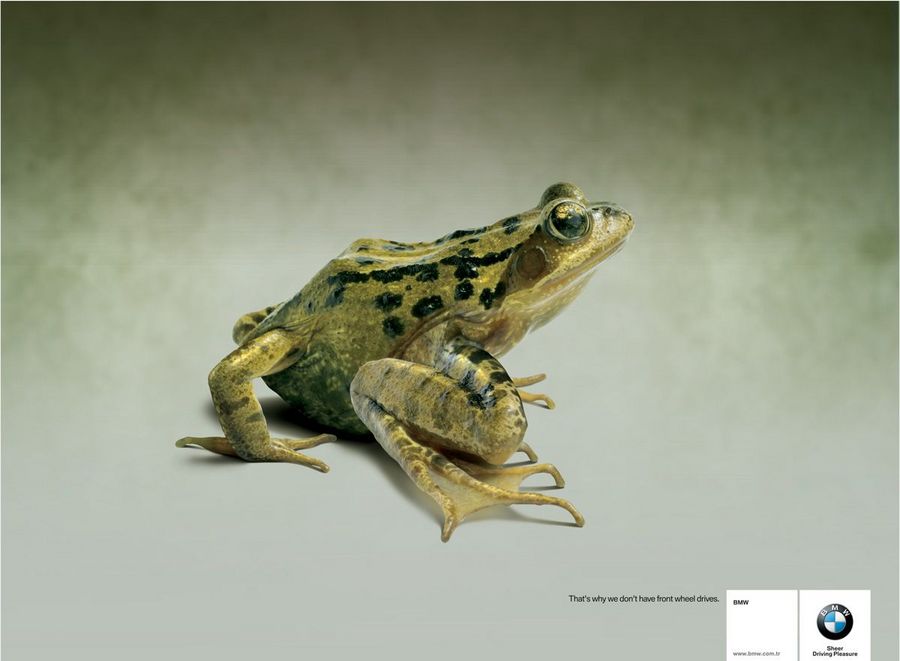 Name:  frog.jpg
Views: 4133
Size:  45.8 KB