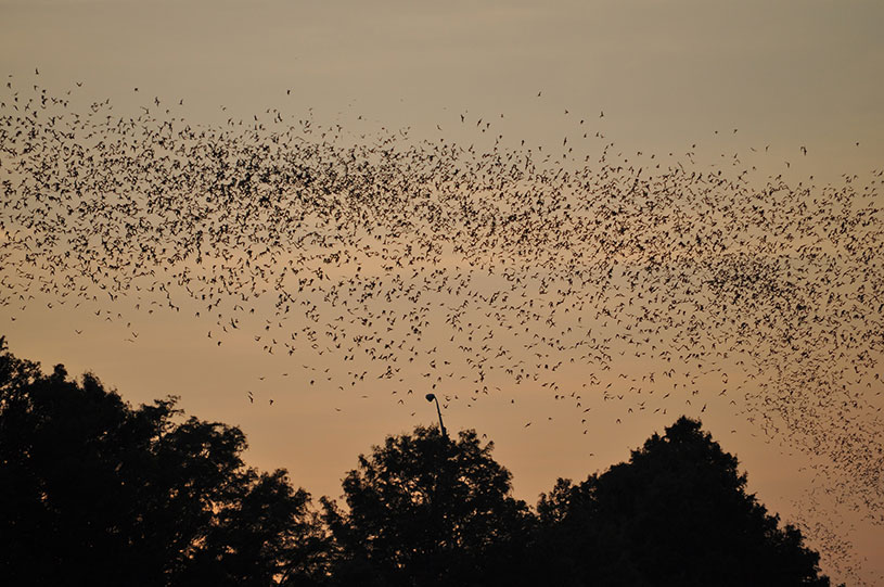 Name:  bats-in-trees-at-sunset.jpg
Views: 2528
Size:  126.8 KB