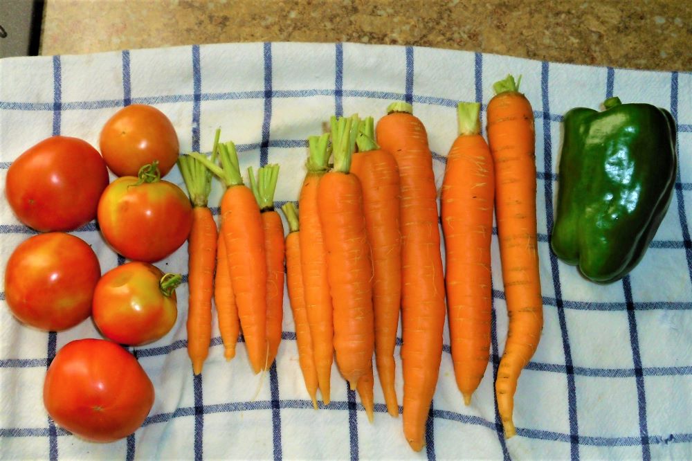 Name:  Veggies..jpg
Views: 341
Size:  113.6 KB