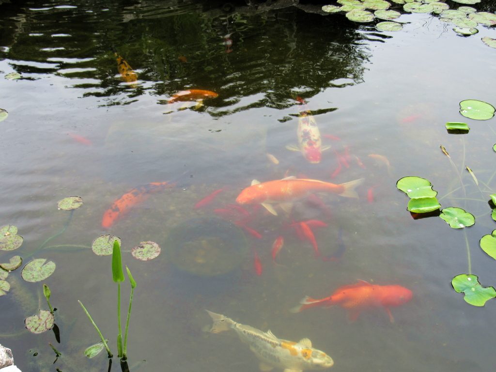 Name:  pond-fish.jpg
Views: 20238
Size:  648.7 KB