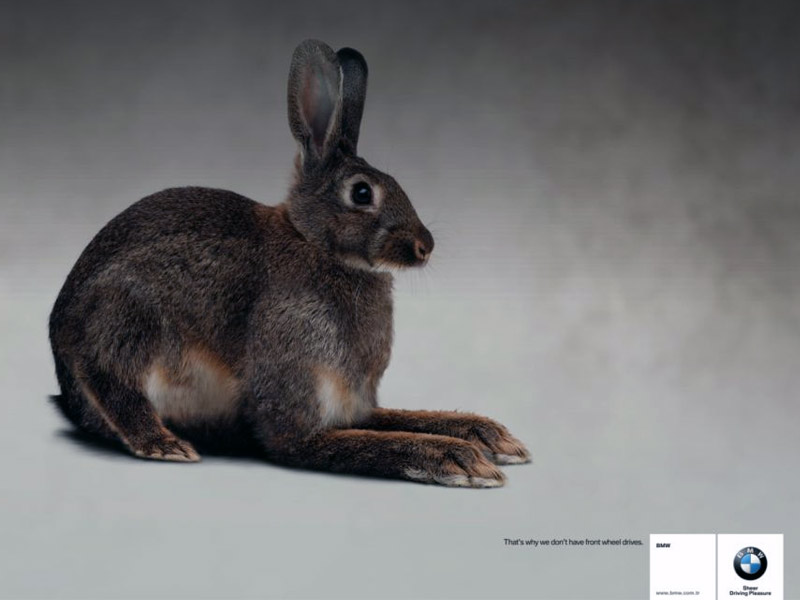 Name:  bunny.jpg
Views: 3975
Size:  55.3 KB