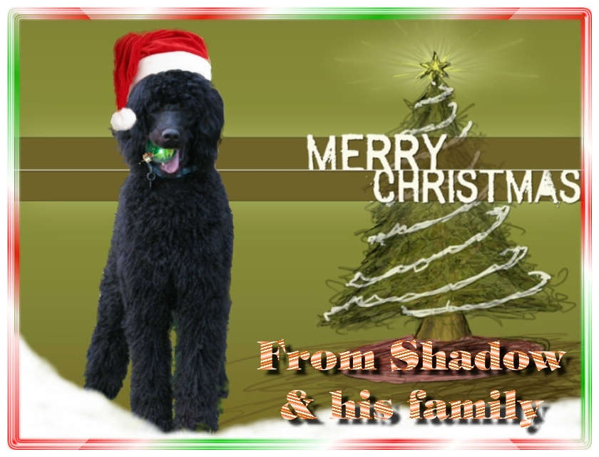 Name:  shadow-christmas-card-3.jpg
Views: 34606
Size:  291.5 KB