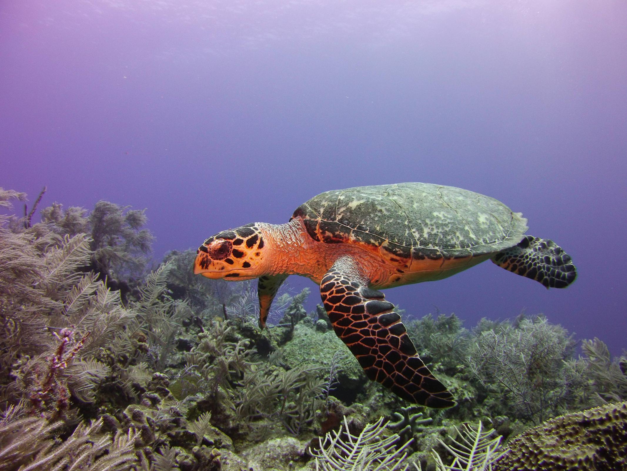 Name:  turtle15.jpg
Views: 523
Size:  451.9 KB